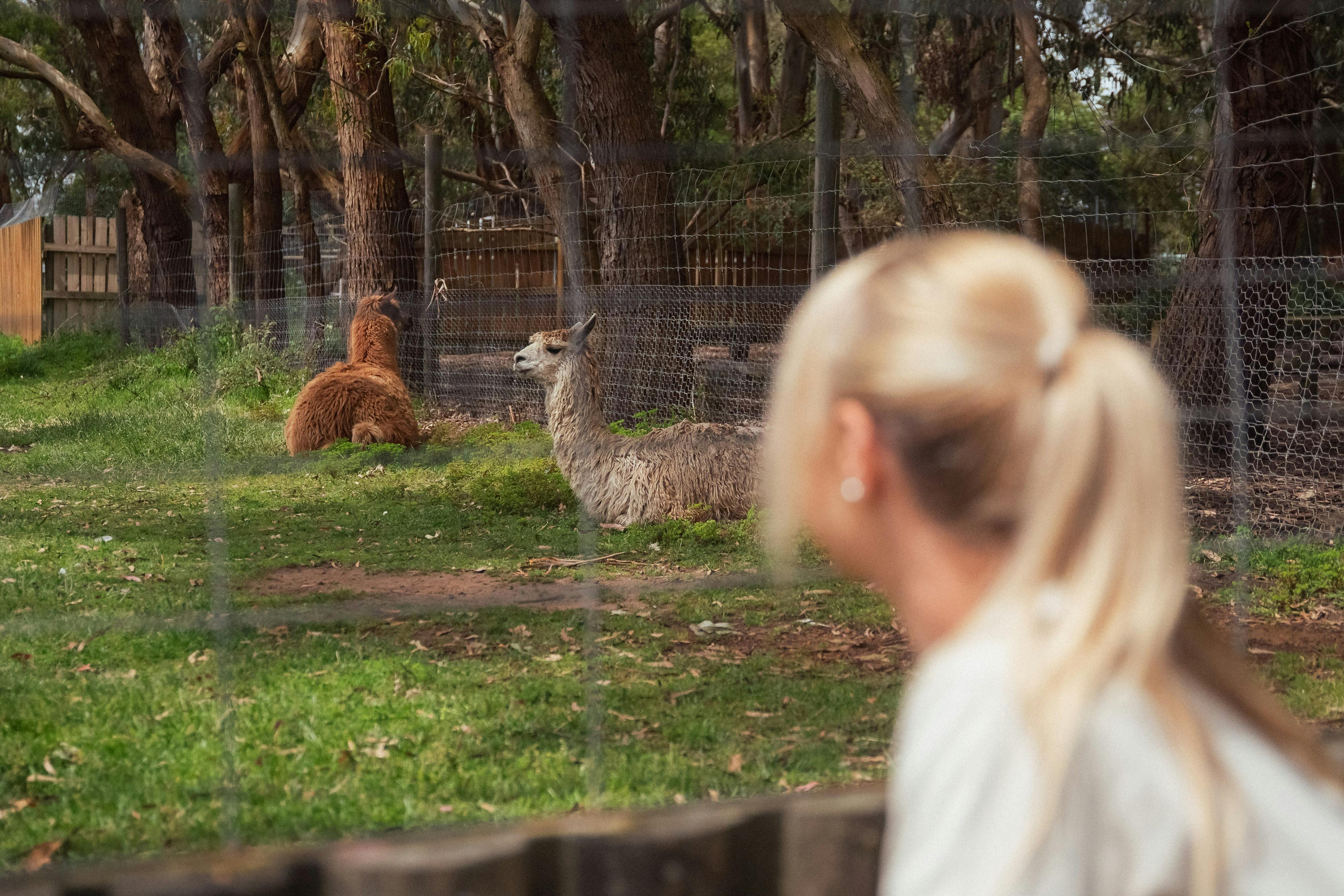 Great Ocean Road Wildlife Park