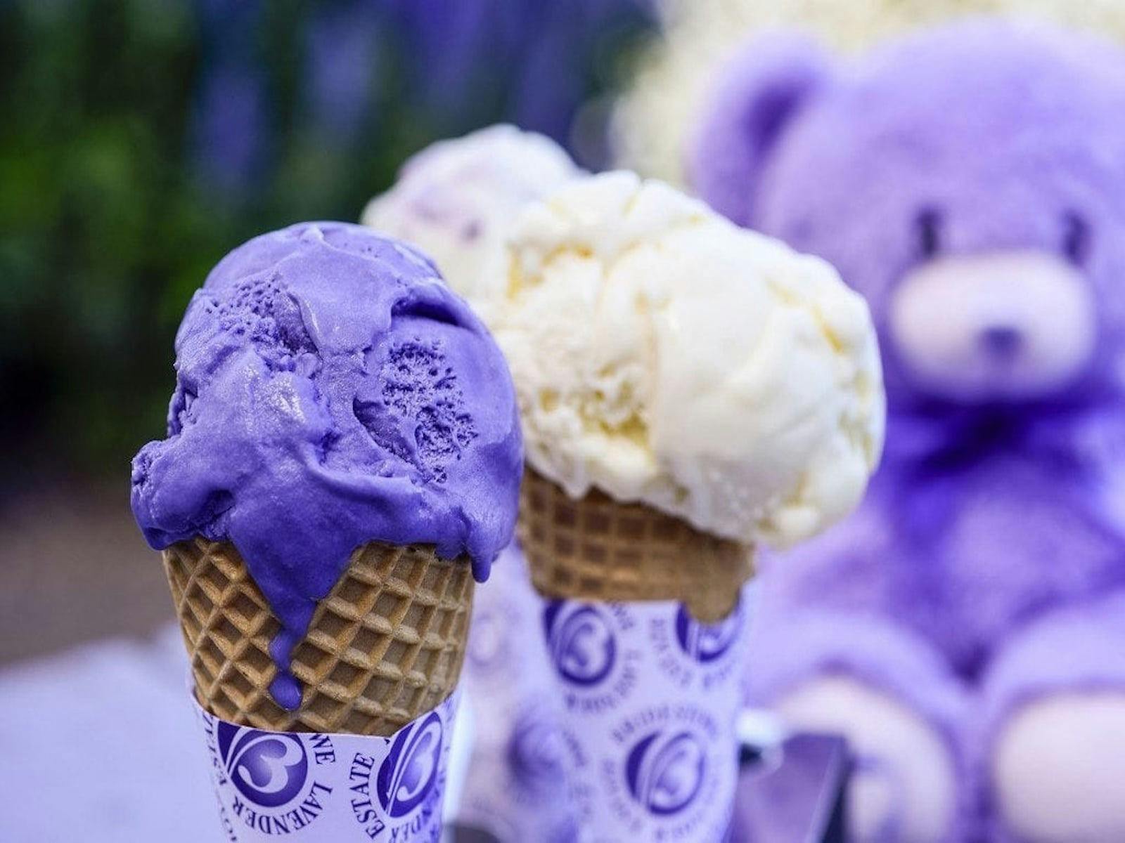 Lavender Ice Cream with Bobbie The Bear