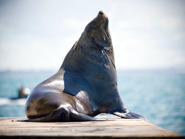 See Australian Fur Seals
