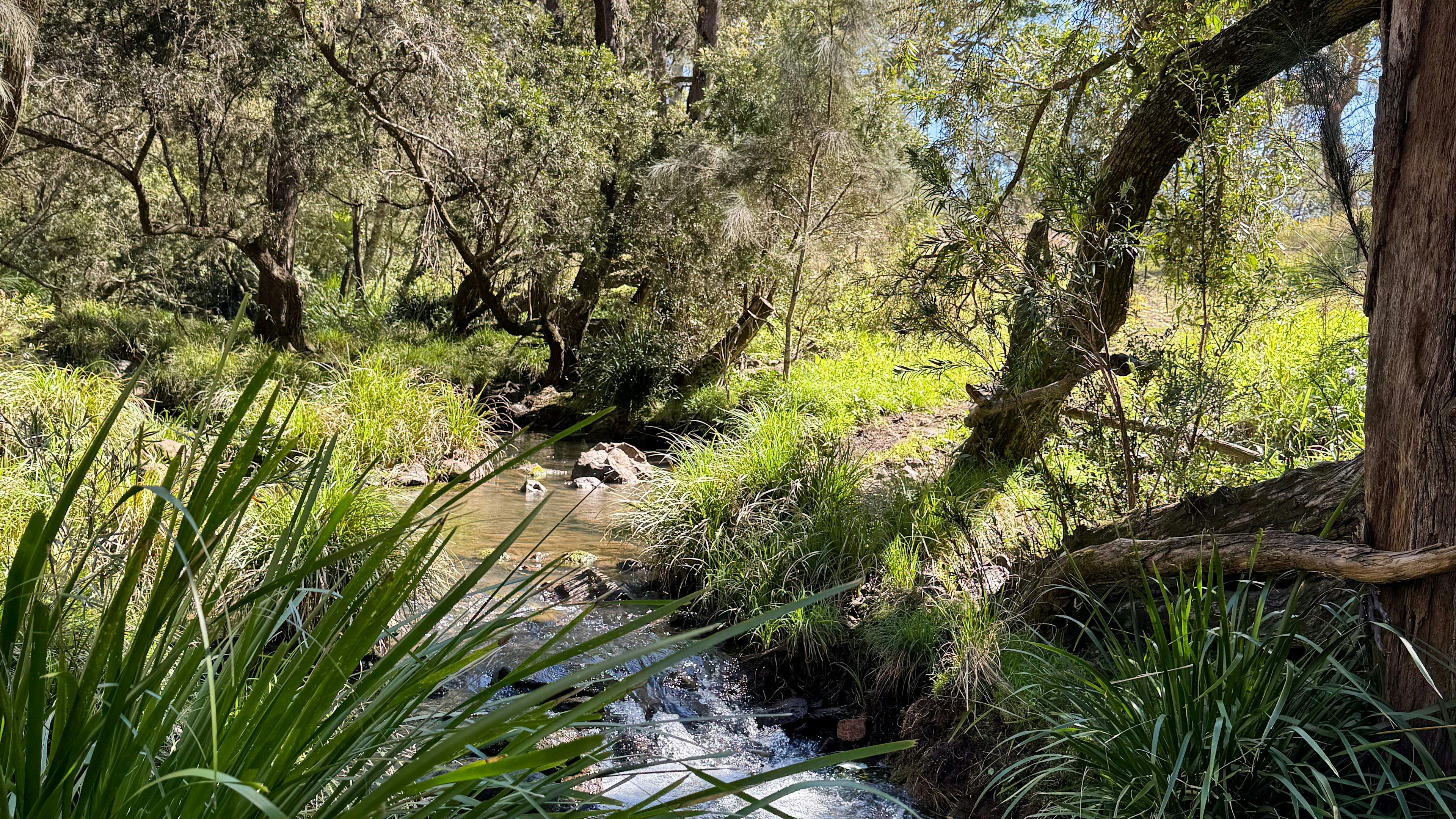 Grass Tree Crossing