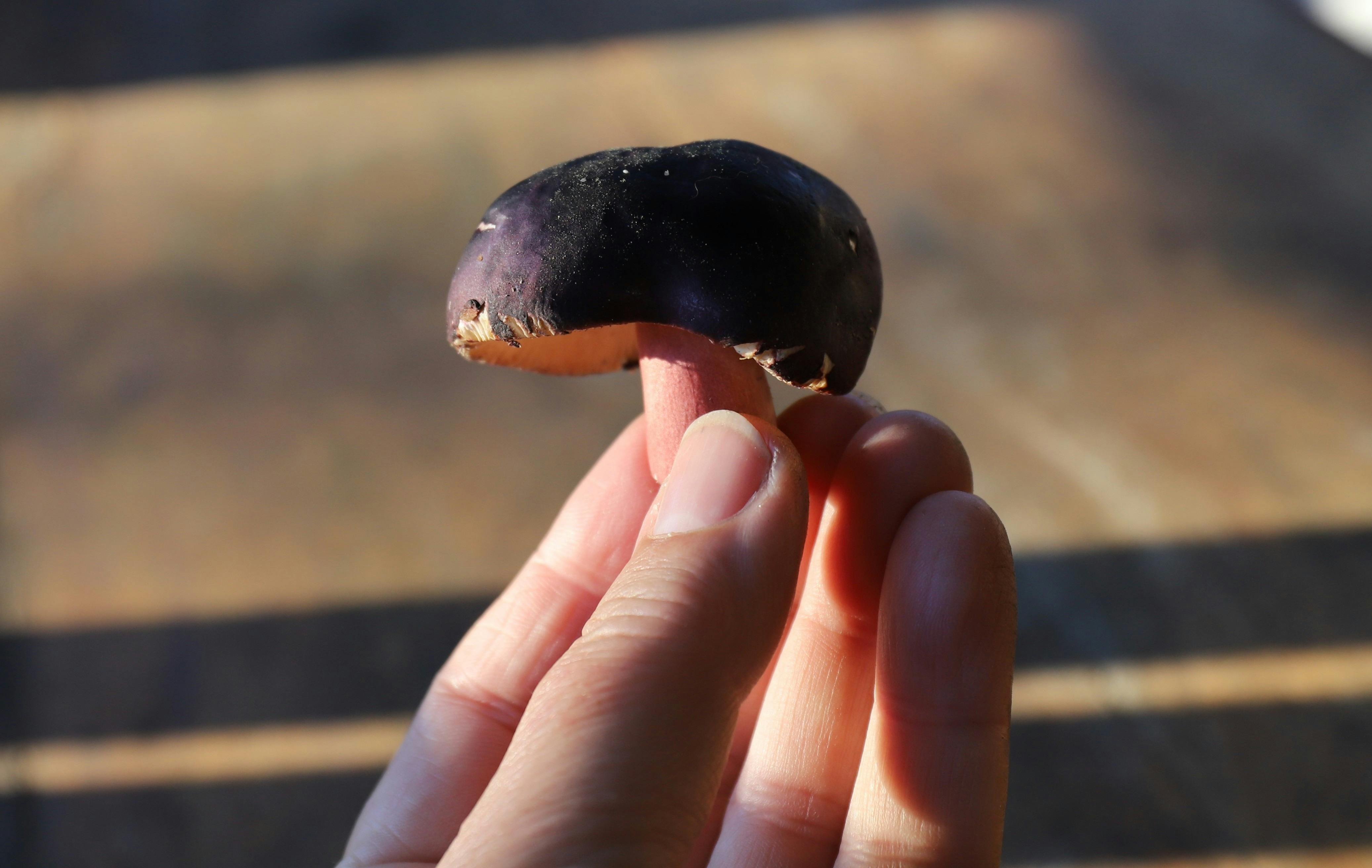 Easter Weekend Wild Mushroom Hunt