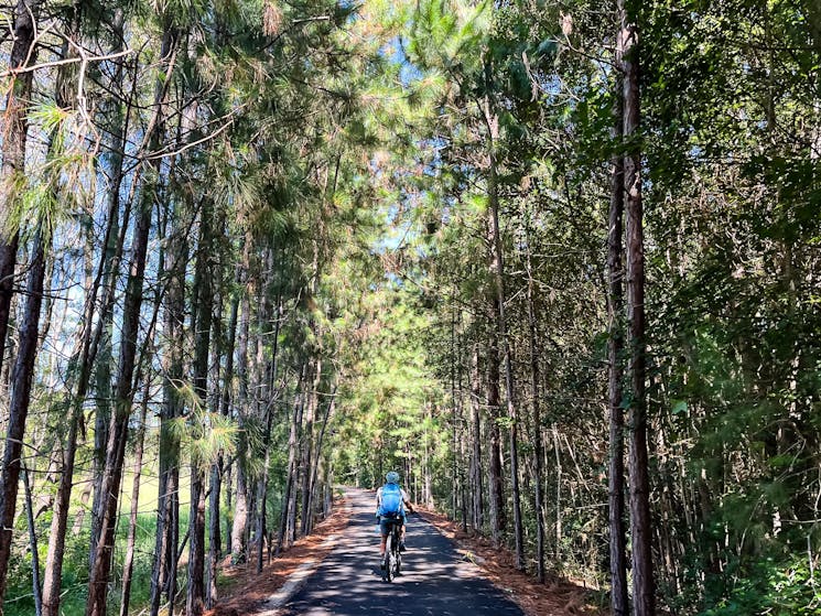 e biker from behind riding through pine trees on a section of the Northern Rivers Rail Trail.