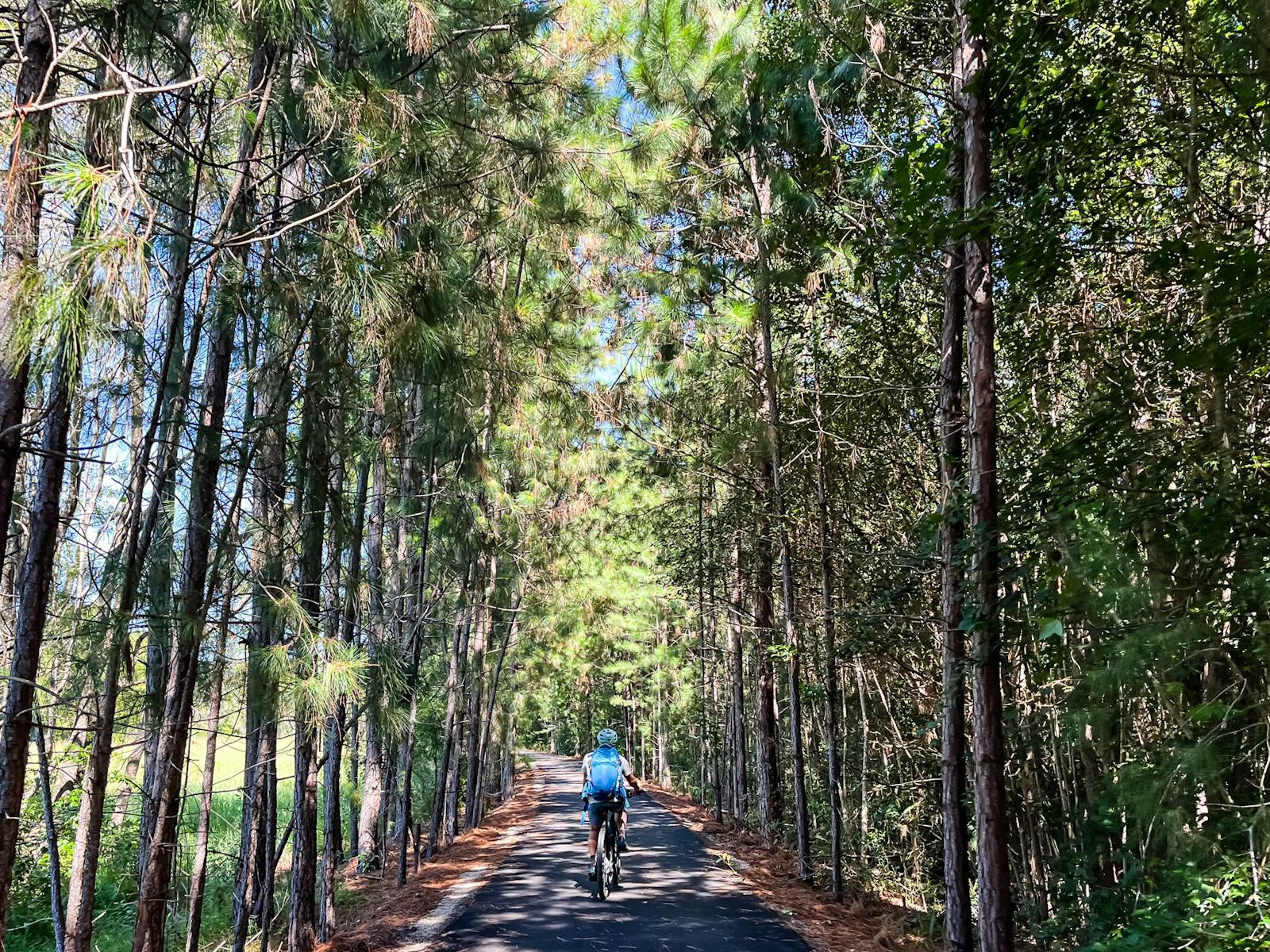 e biker from behind riding through pine trees on a section of the Northern Rivers Rail Trail.