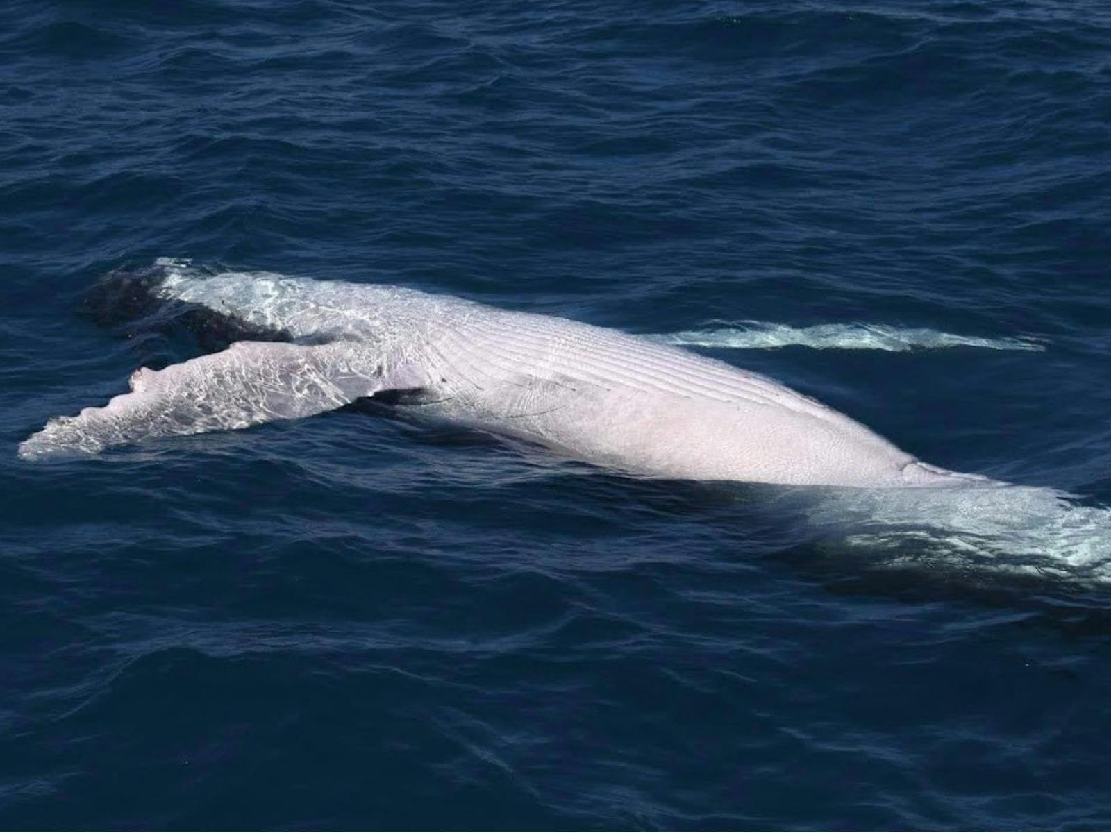 Whale Watching - Gold Coast