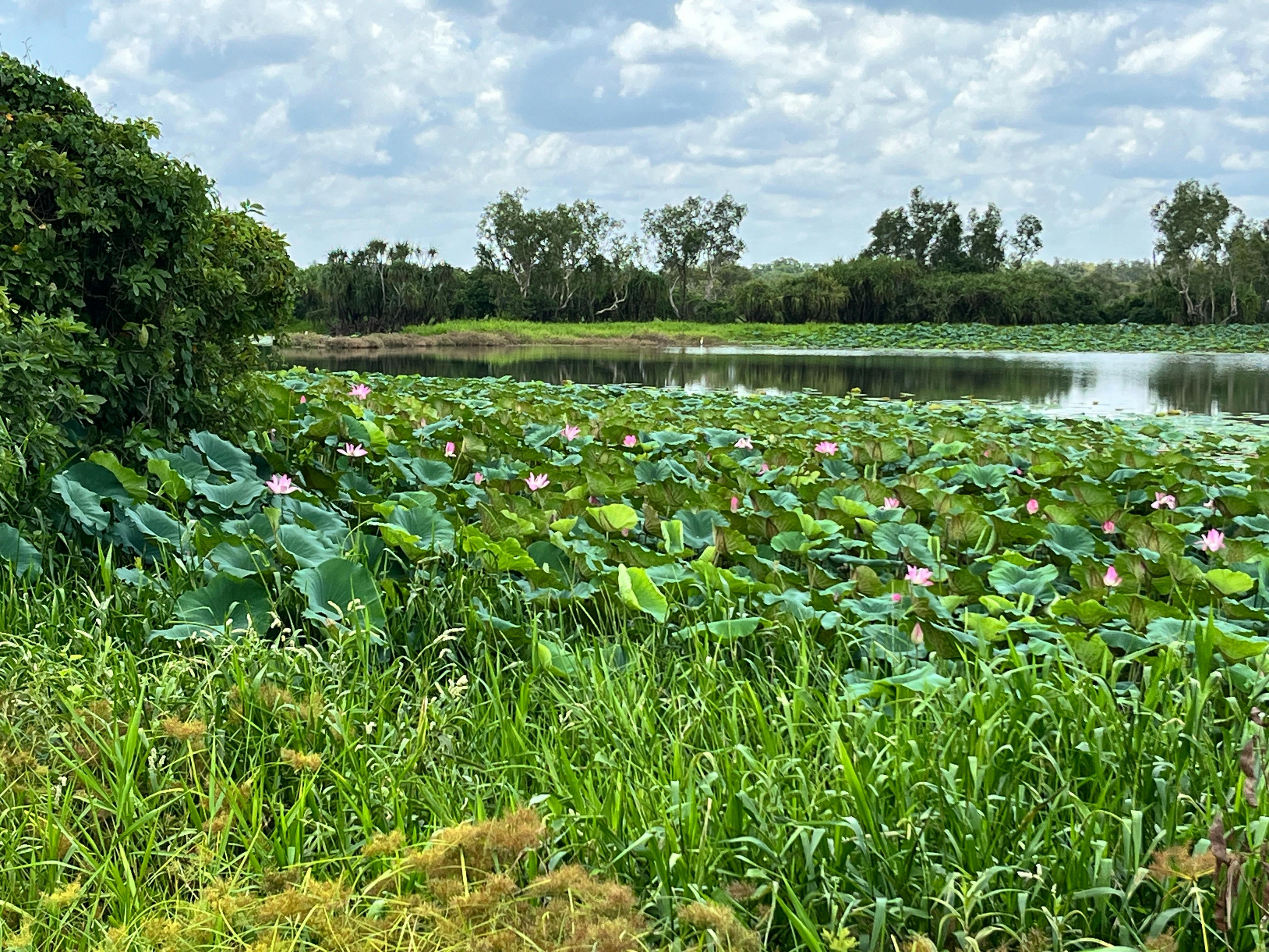 Lotus Lillies at Couzens Lookout