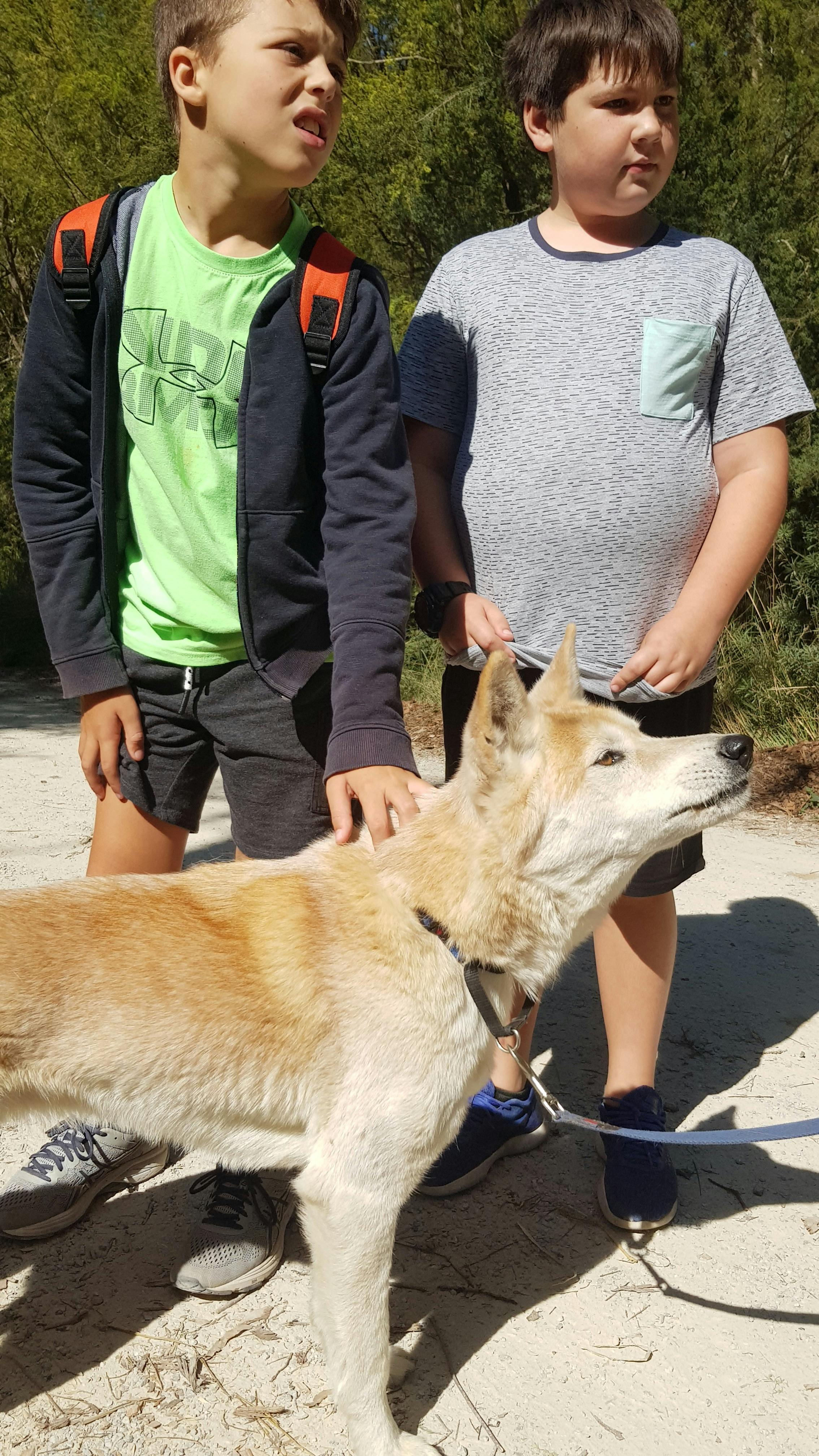 Dingo