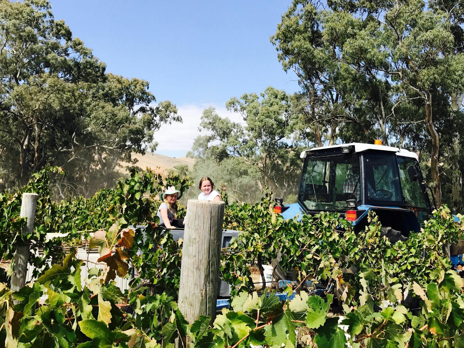 Moorooroo Park Vineyards