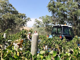 Moorooroo Vineyard