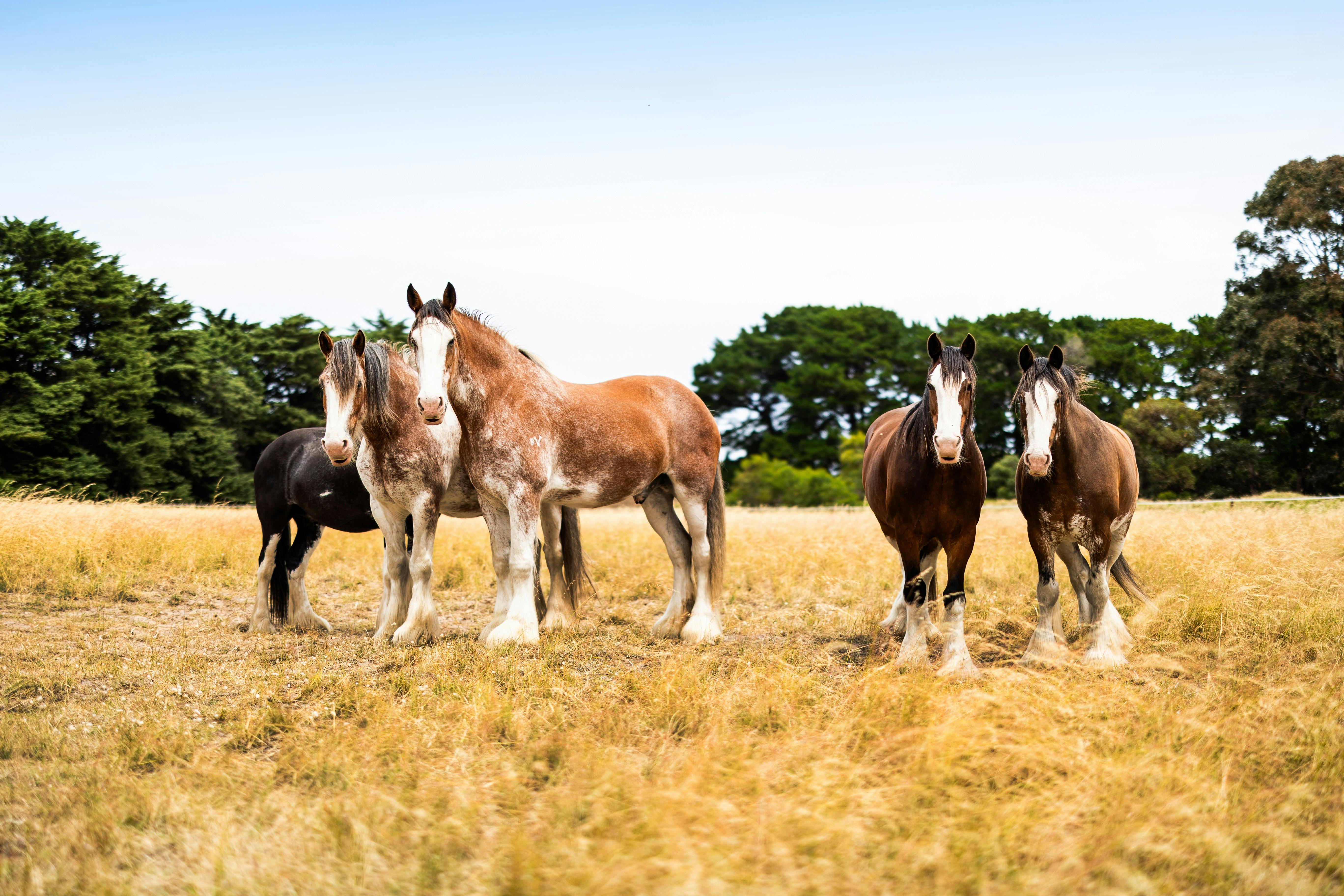 Behind-the-Scenes Experience of the Victor Harbor Horse Tram