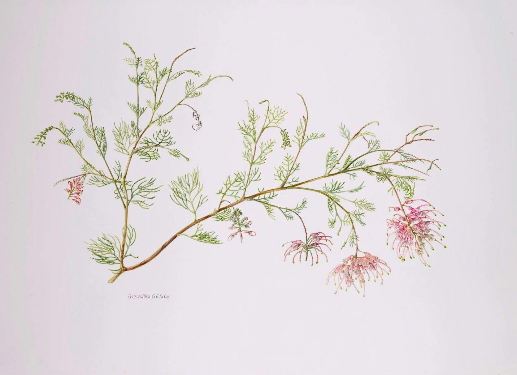 A drawing of red Grevilia with green leaves and pink background by Janice Hughes.
