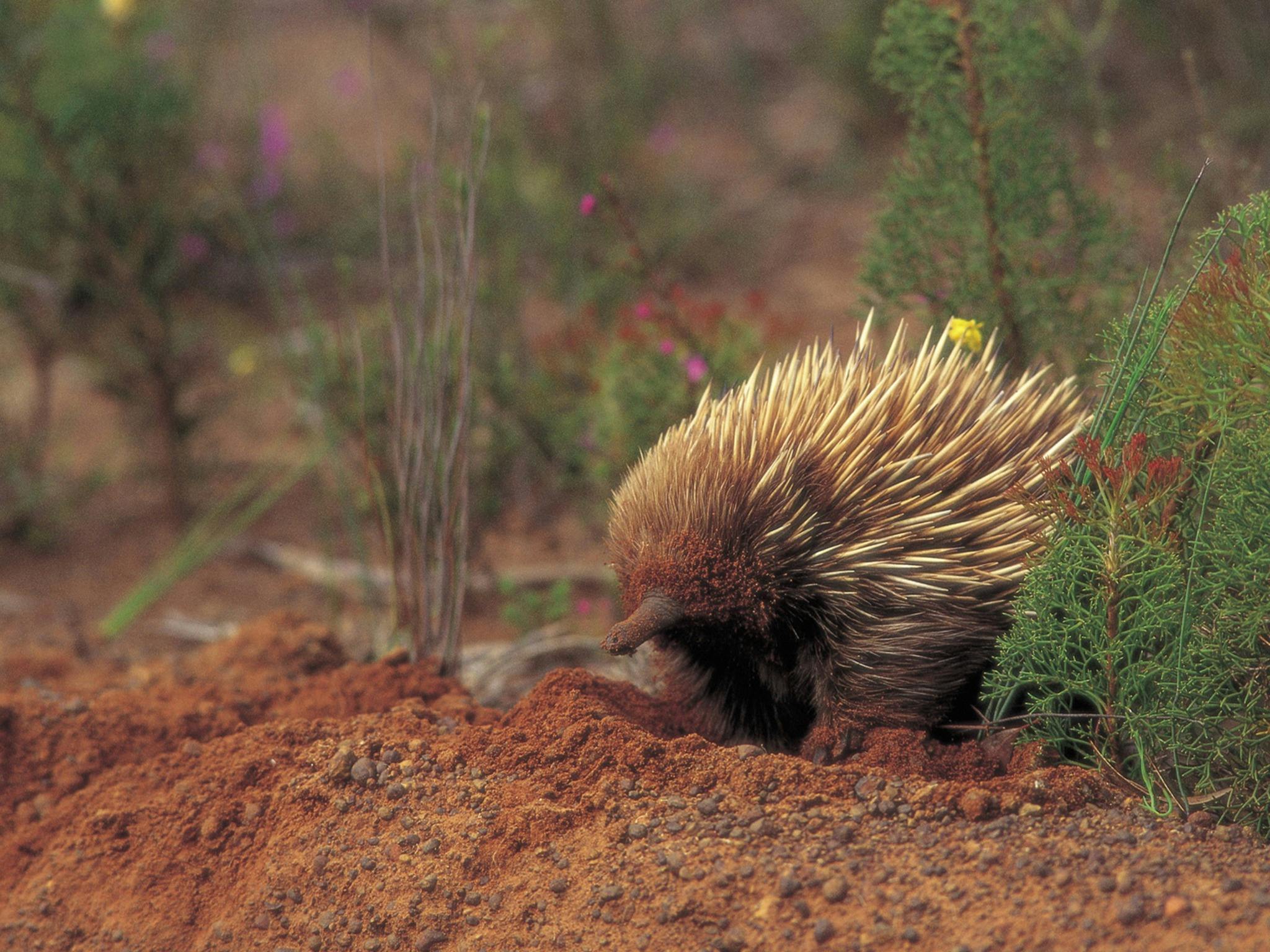 An echidna forages in the dirt