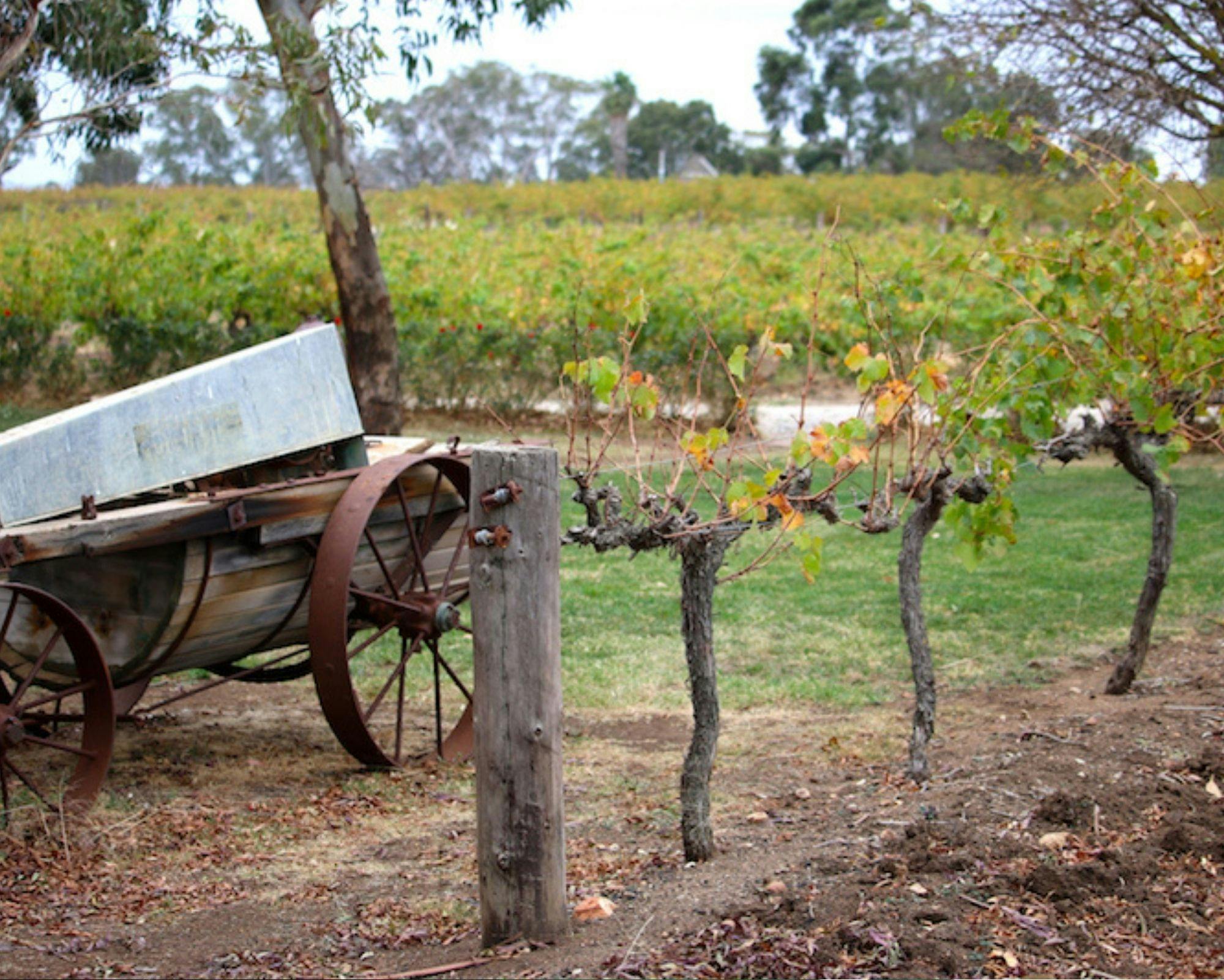Vineyard Outlook - Barossa Valley