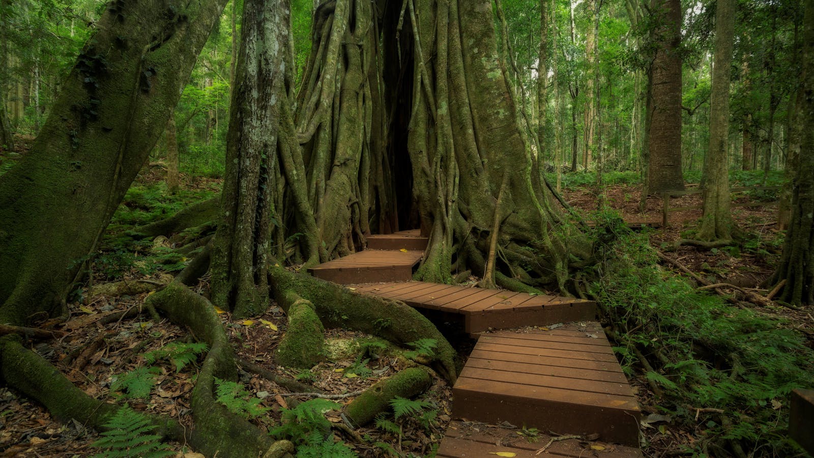Bunya Mountains Getaway