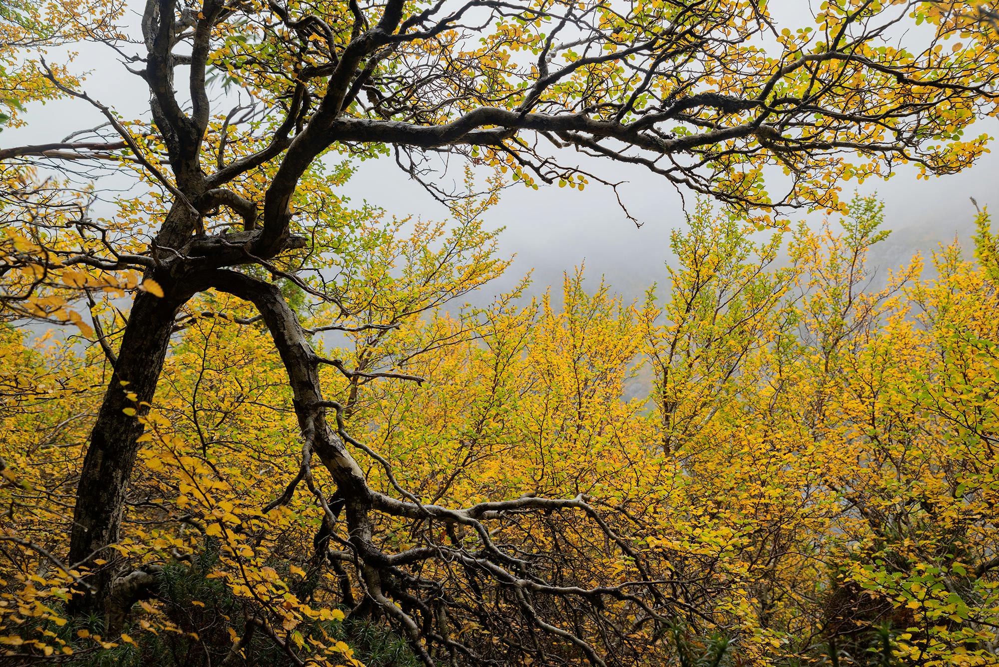 Yellow autumn leaves on Tasmania's deciduous beech at Crater Lake near Cradle Mountain