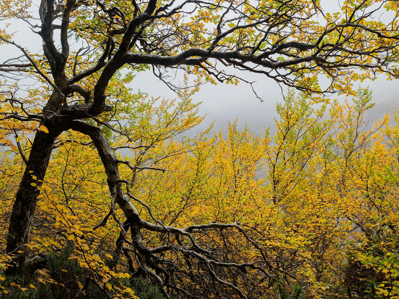 Yellow autumn leaves on Tasmania's deciduous beech at Crater Lake near Cradle Mountain