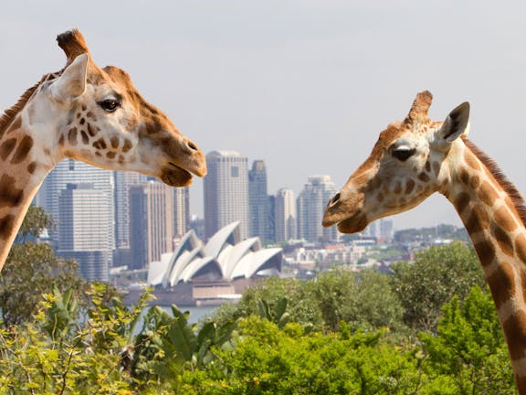 Taronga Zoo Combo Pass