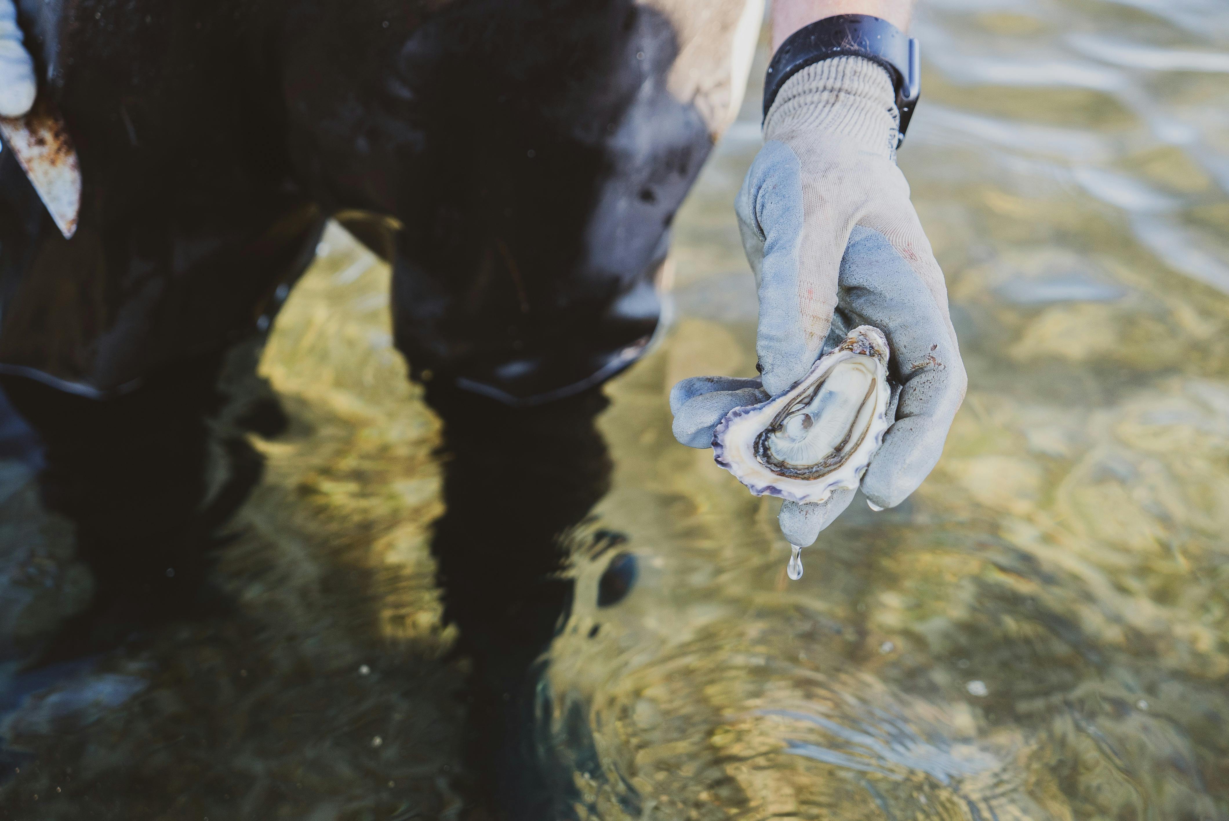 Freshly plucked from Merimbula Lake, a beautiful oyster - plump and delicious