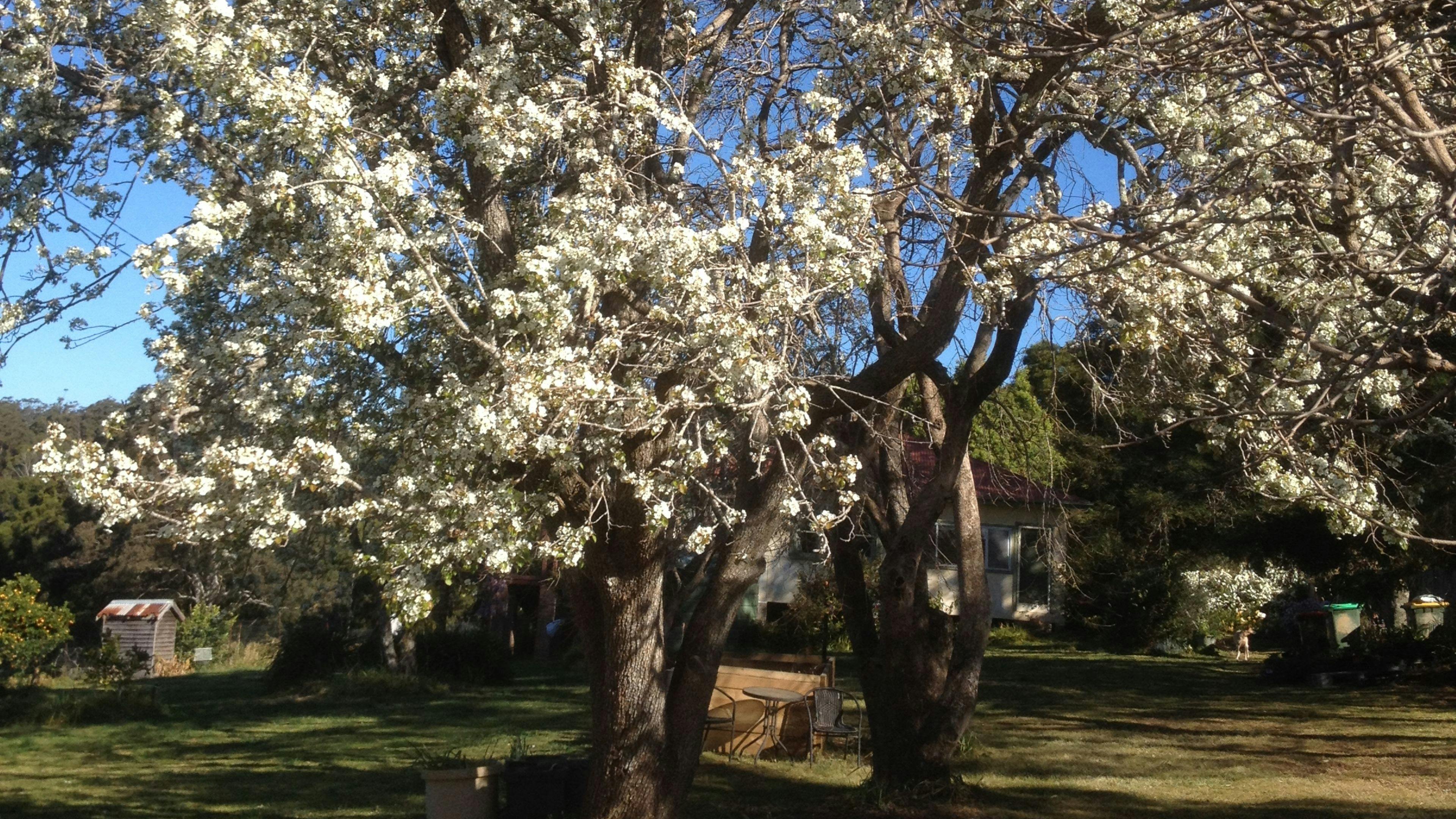 静かな庭のキャンプ場