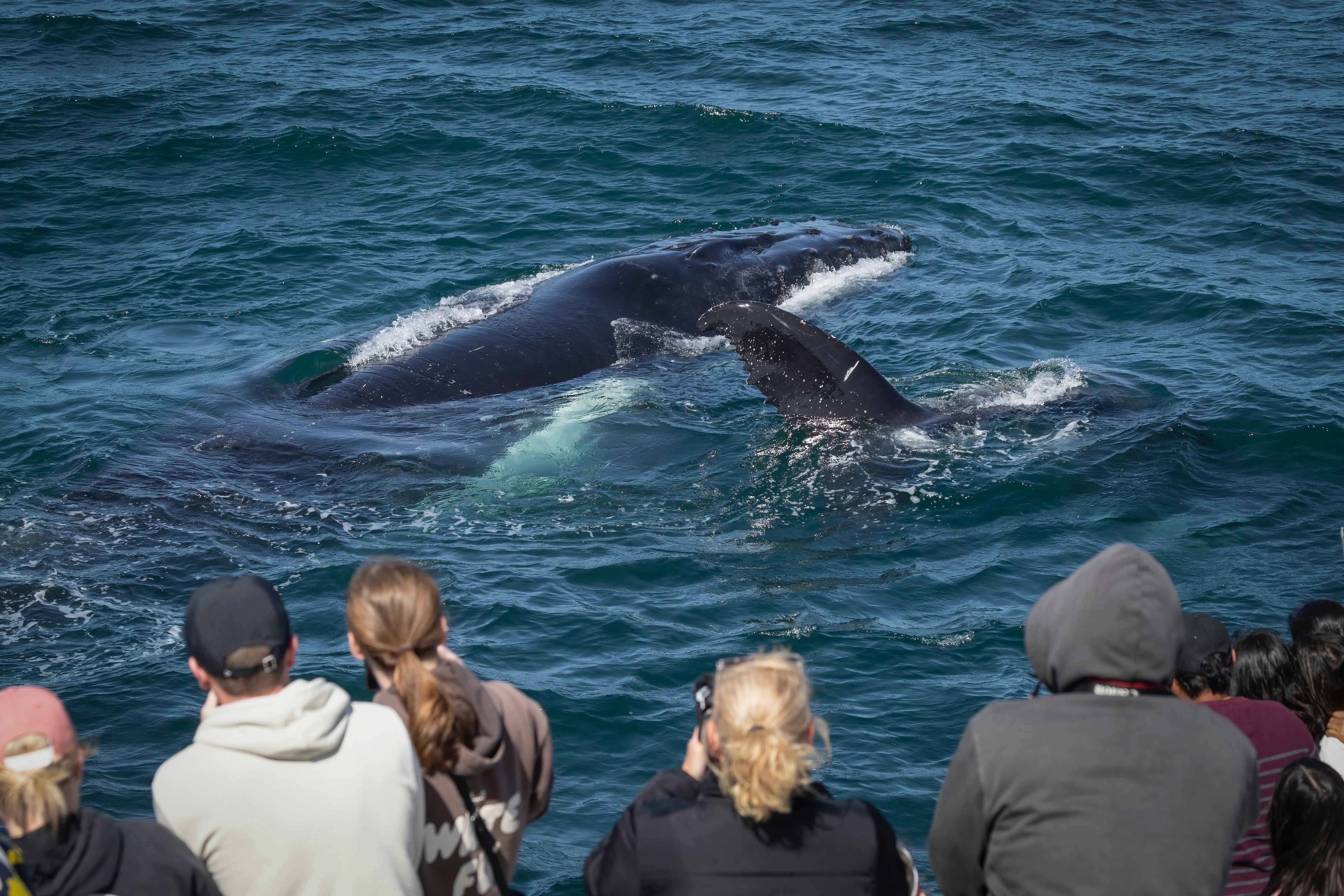 Whale Twofold Bay, Eden