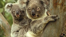Koalas in Gunnedah