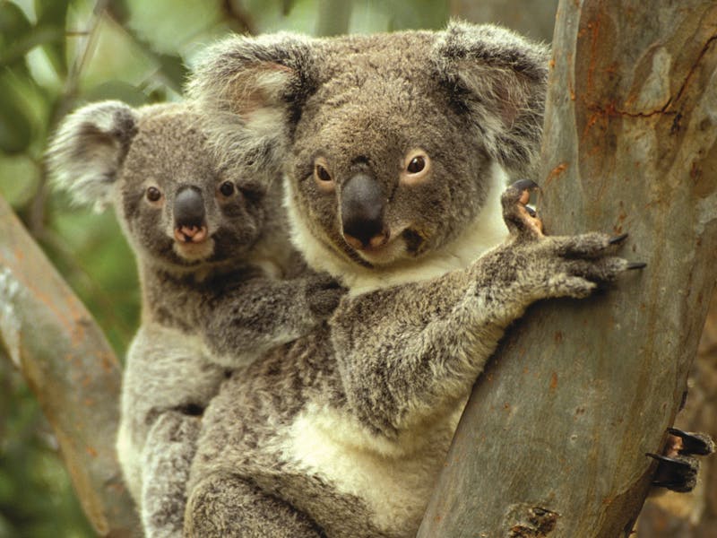 do koalas travel in groups