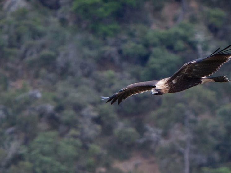 Wedge tailed eagle. Photo: Rob Cleary &copy; DPIE