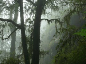 Eagles Nest walking track