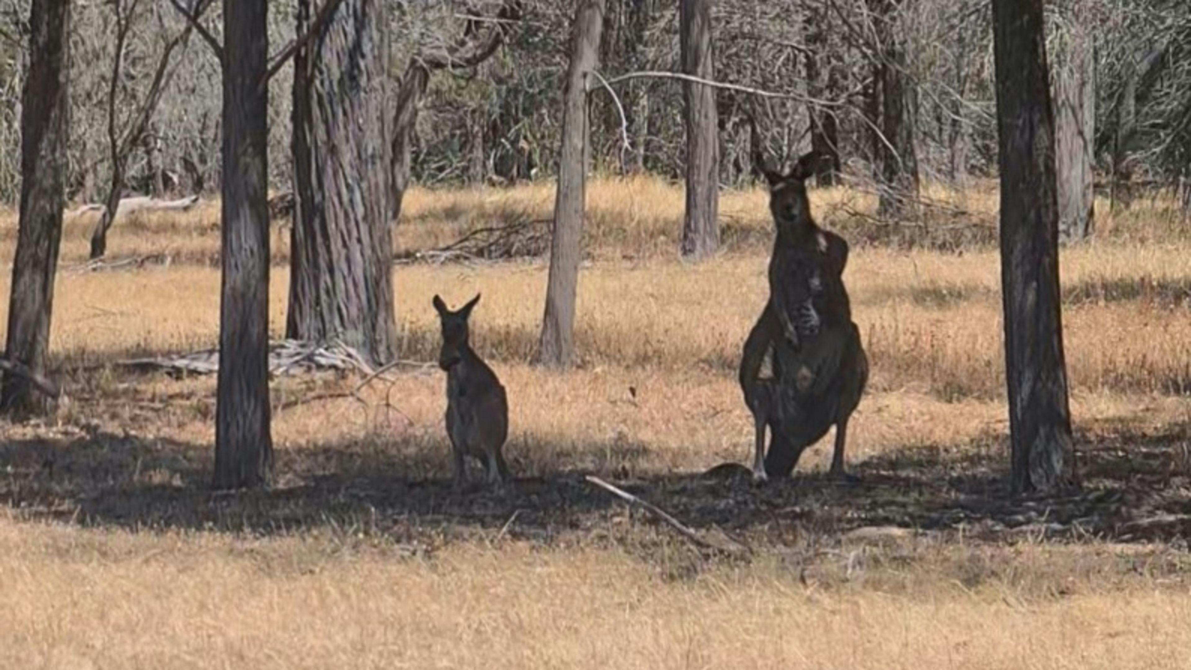Sandy Hill: Lyndoch, Barossa Valley