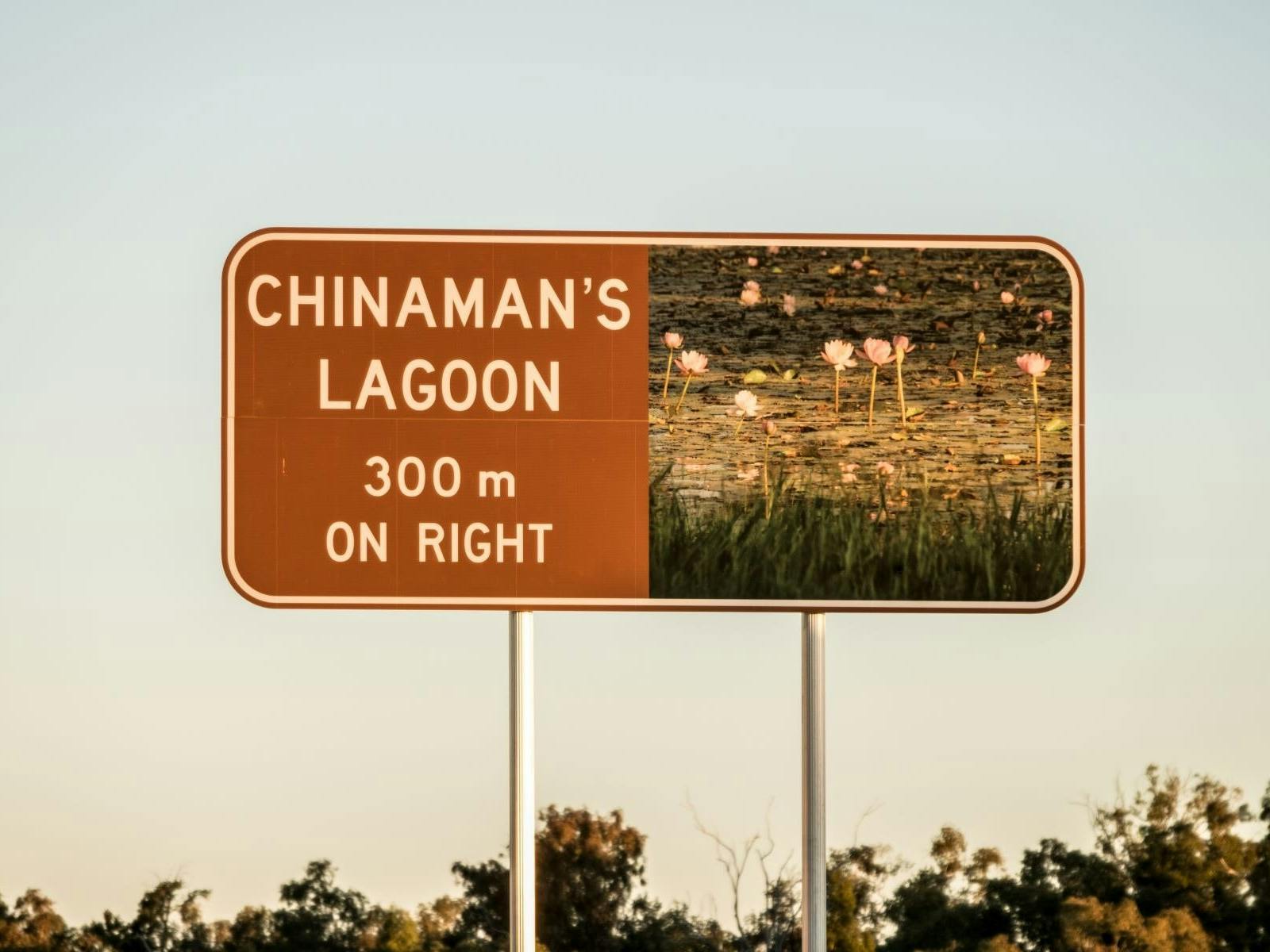 Chinaman's Lagoon Miles Water Lillies