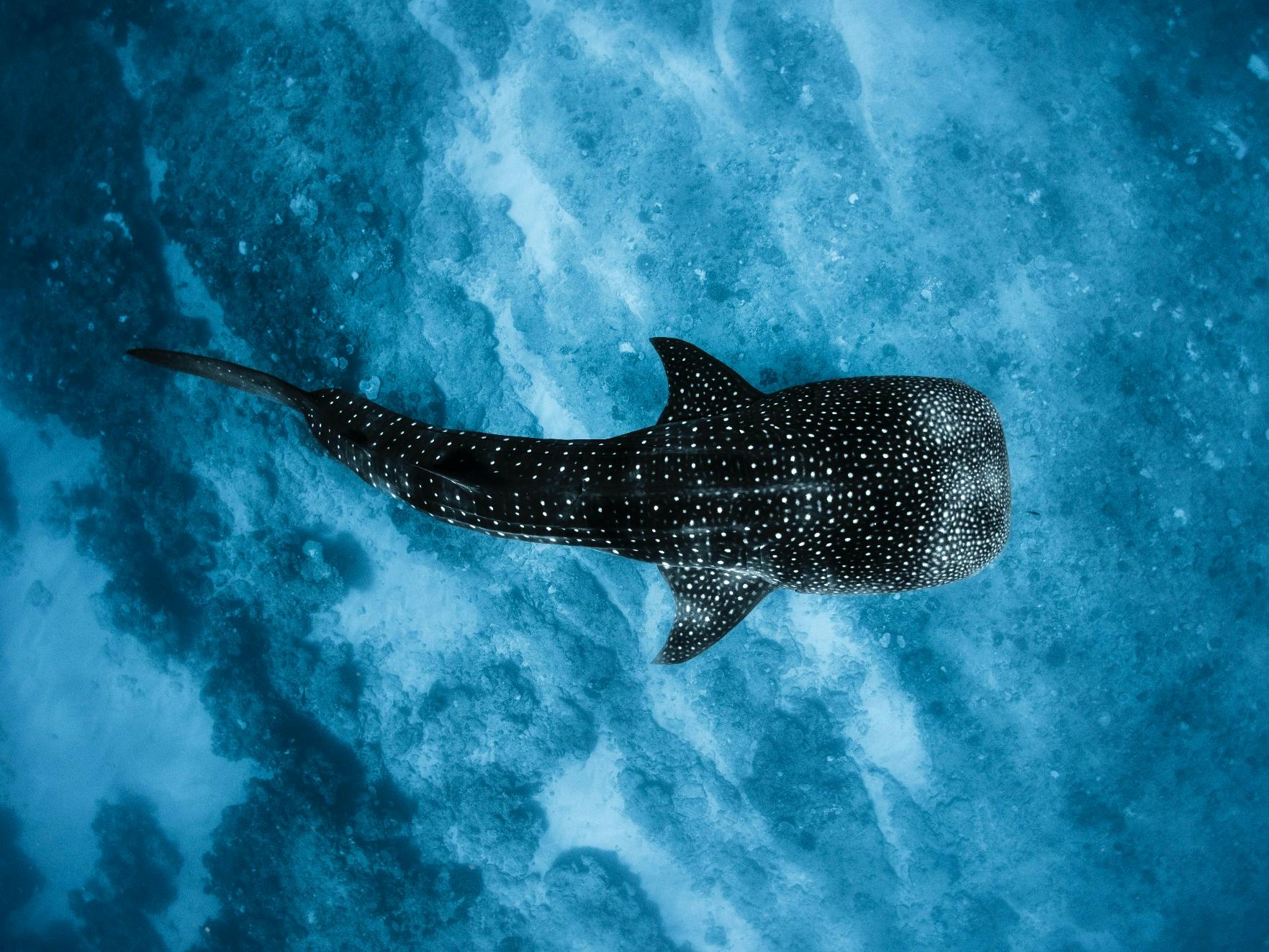 ジンベイザメと泳ごう (Swim with Whale Sharks) - 観光ツアー