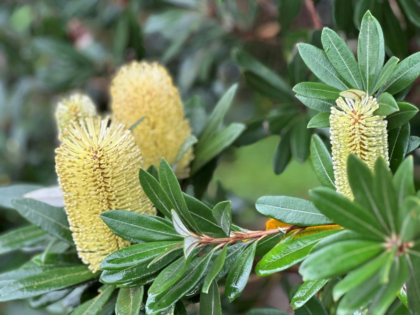 Banksia Tree at Lennox Head NSW