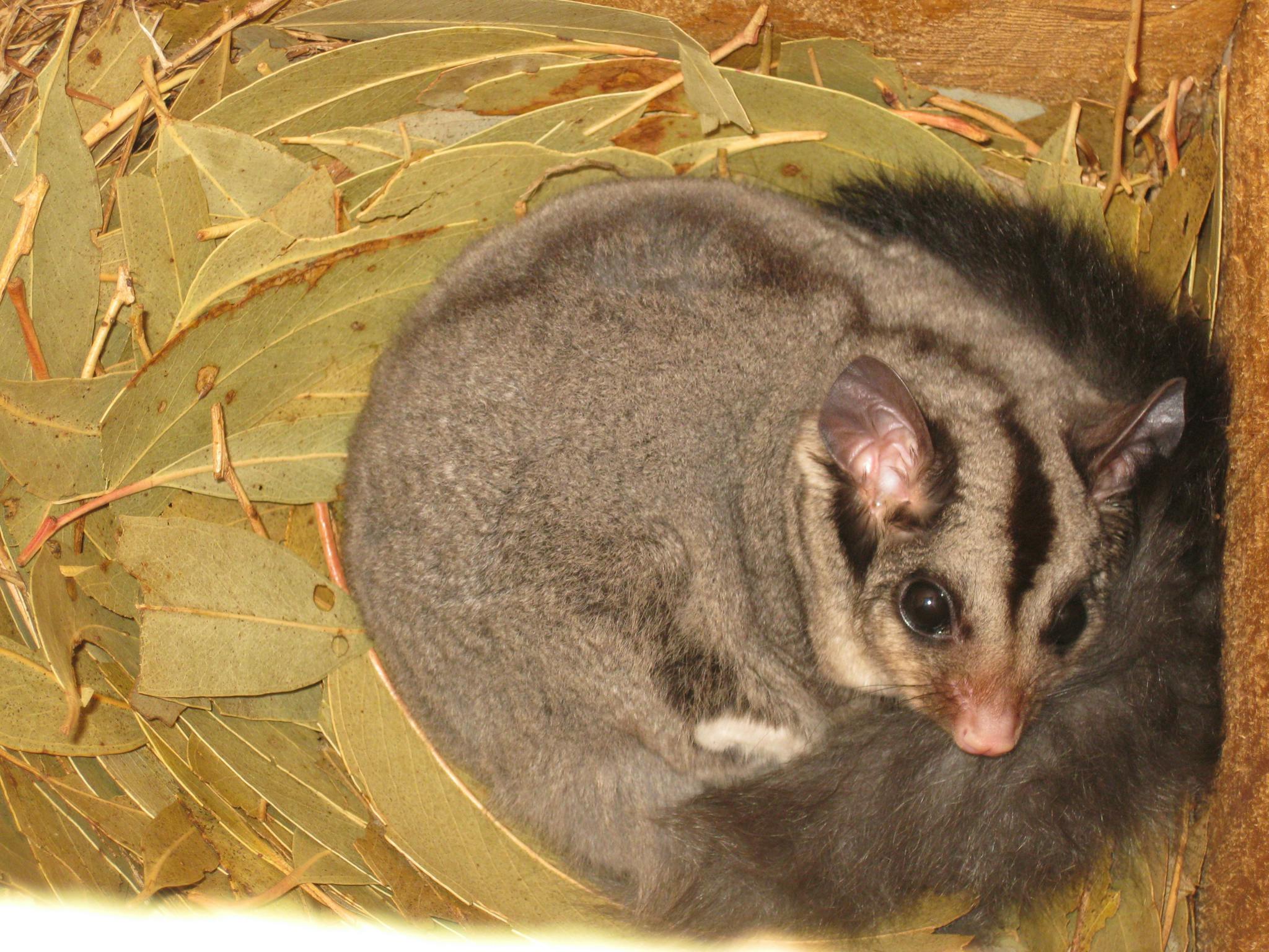 Squirrel Glider