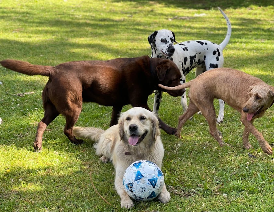 Mixed dogs