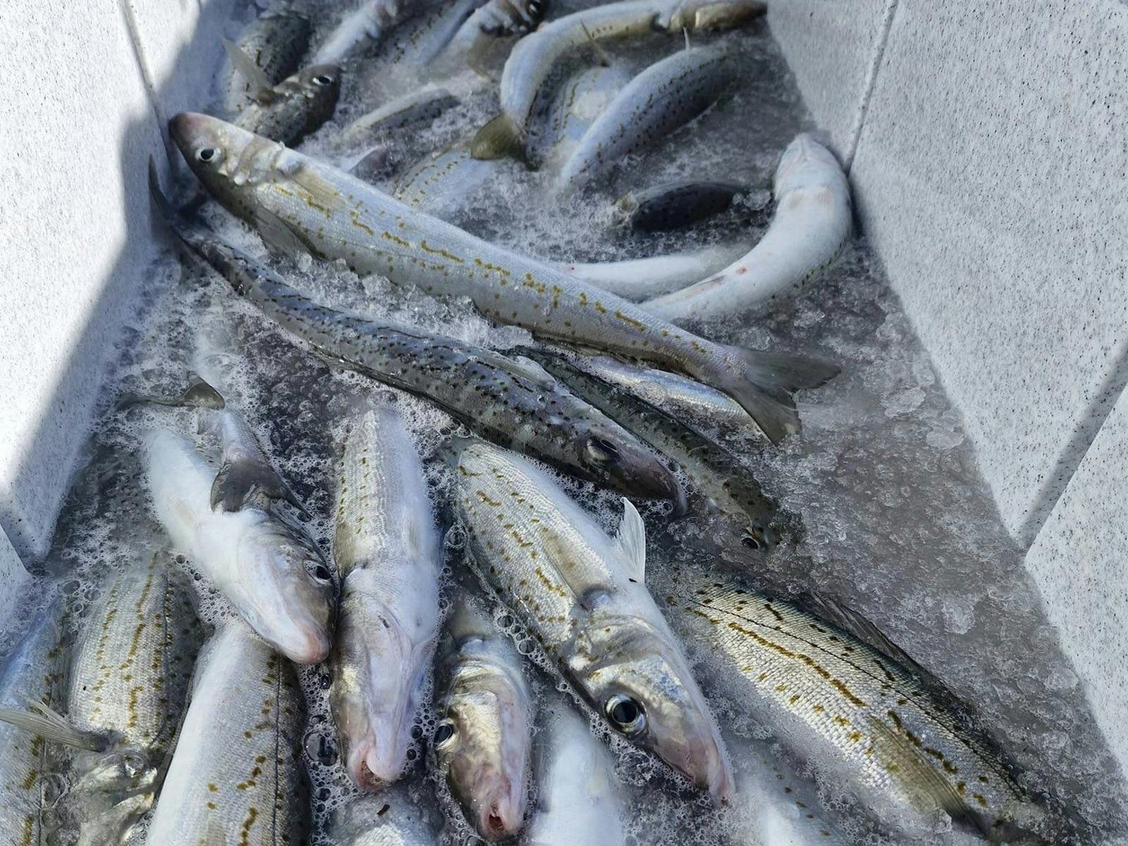 Fish