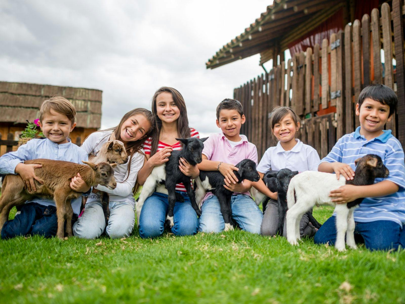 kids with goats