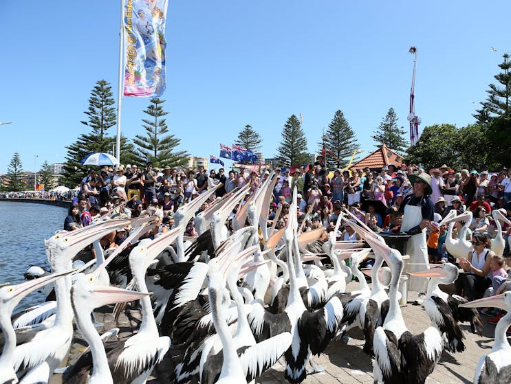 pelican feeding