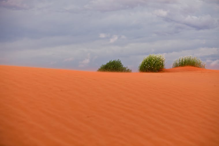 MungaThirri Simpson Desert Conservation Park and Regional Reserve