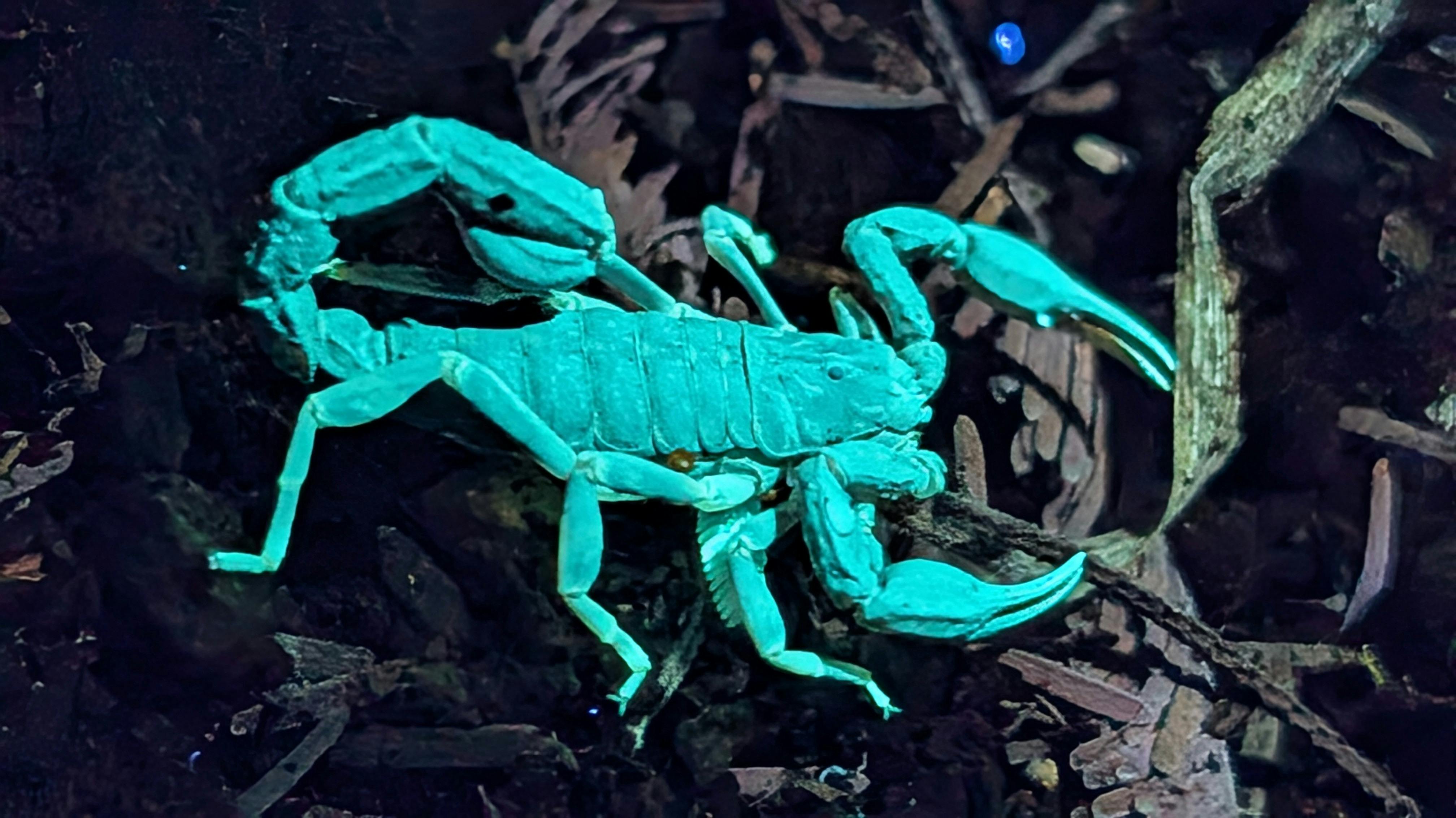 Scorpion glowing blue-green