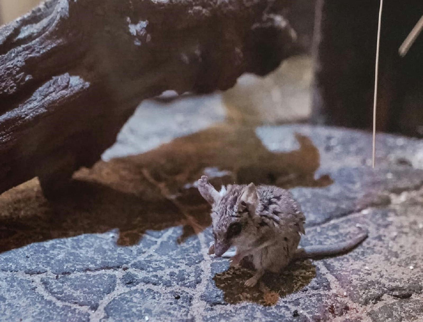 Outback Odyssey - Dunnart