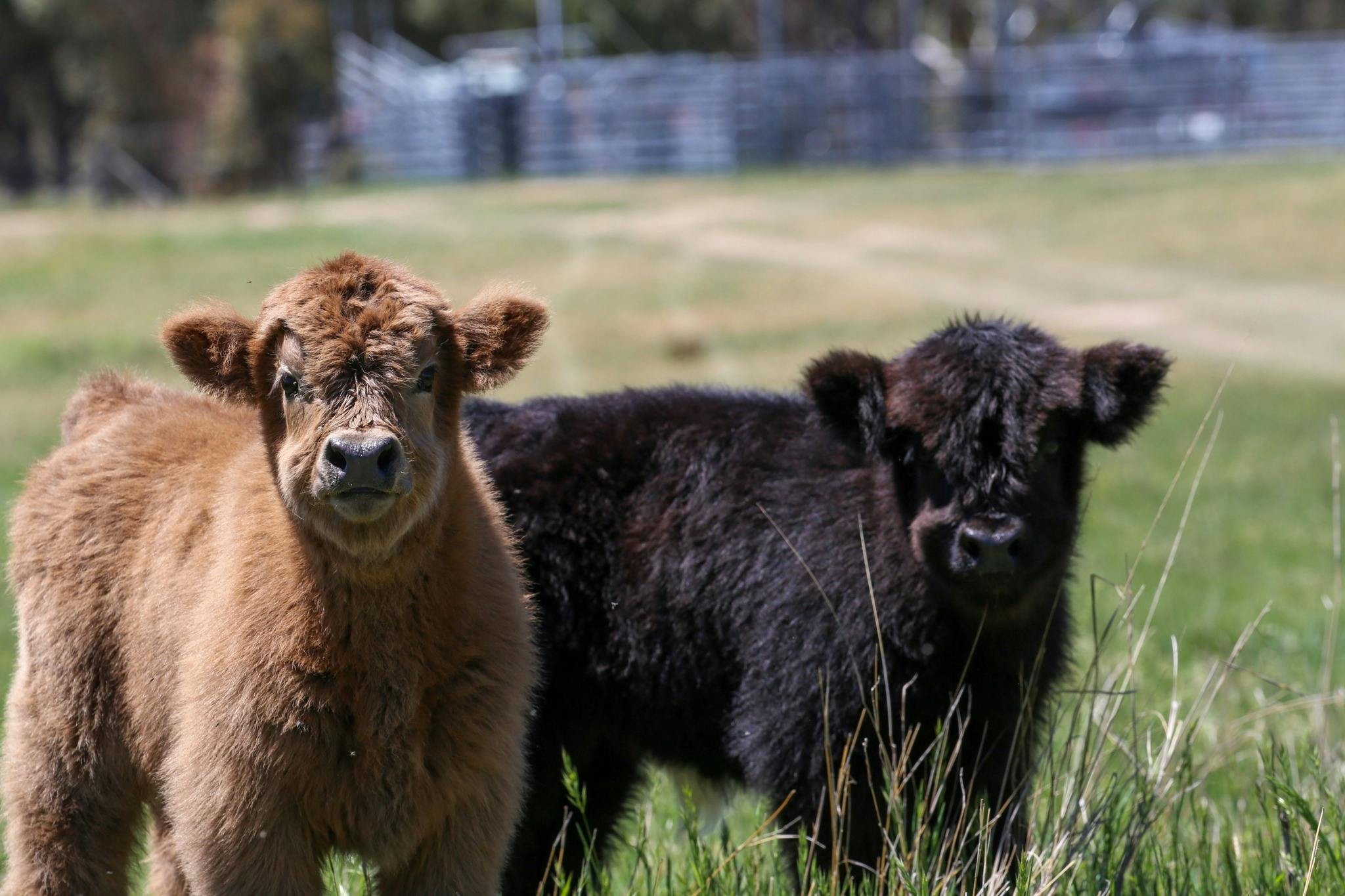 Highland calves