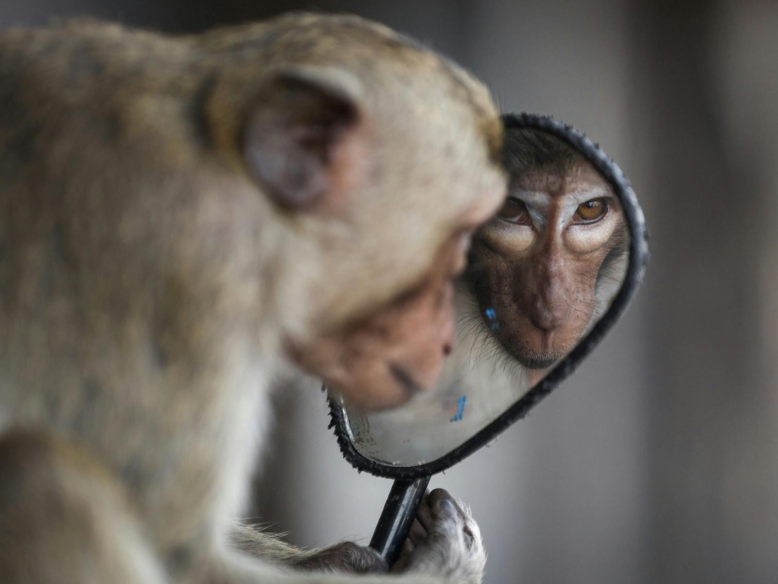 鏡を見ているマカクの写真