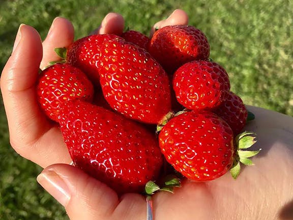 Beechworth Berries