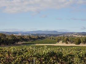 A landscape photo of Summerfield Winery - rolling hills and grape vines