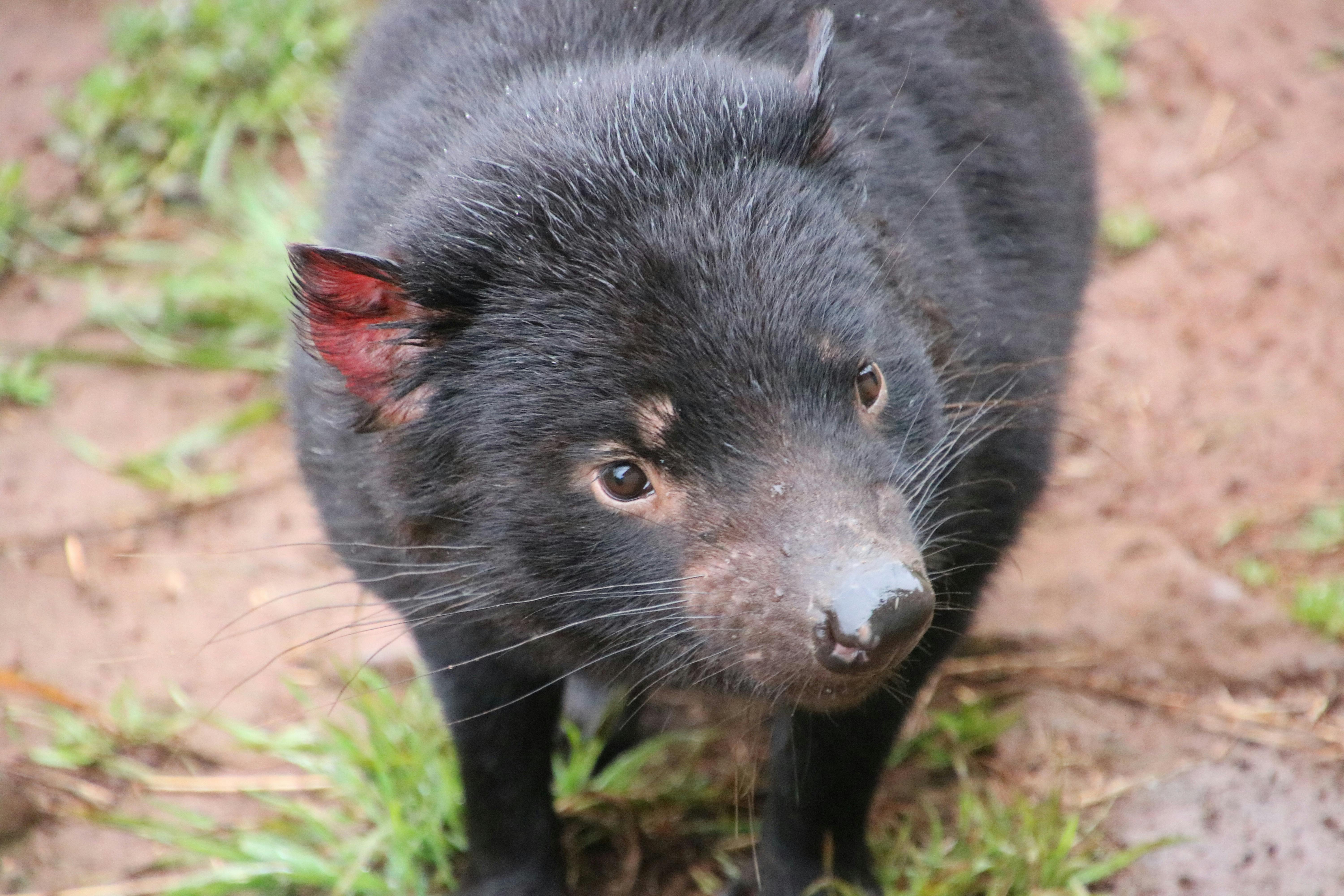 Tasmanian Devil Property