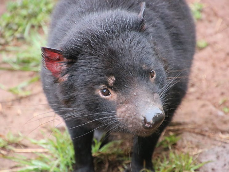 Tasmanian Devil Property