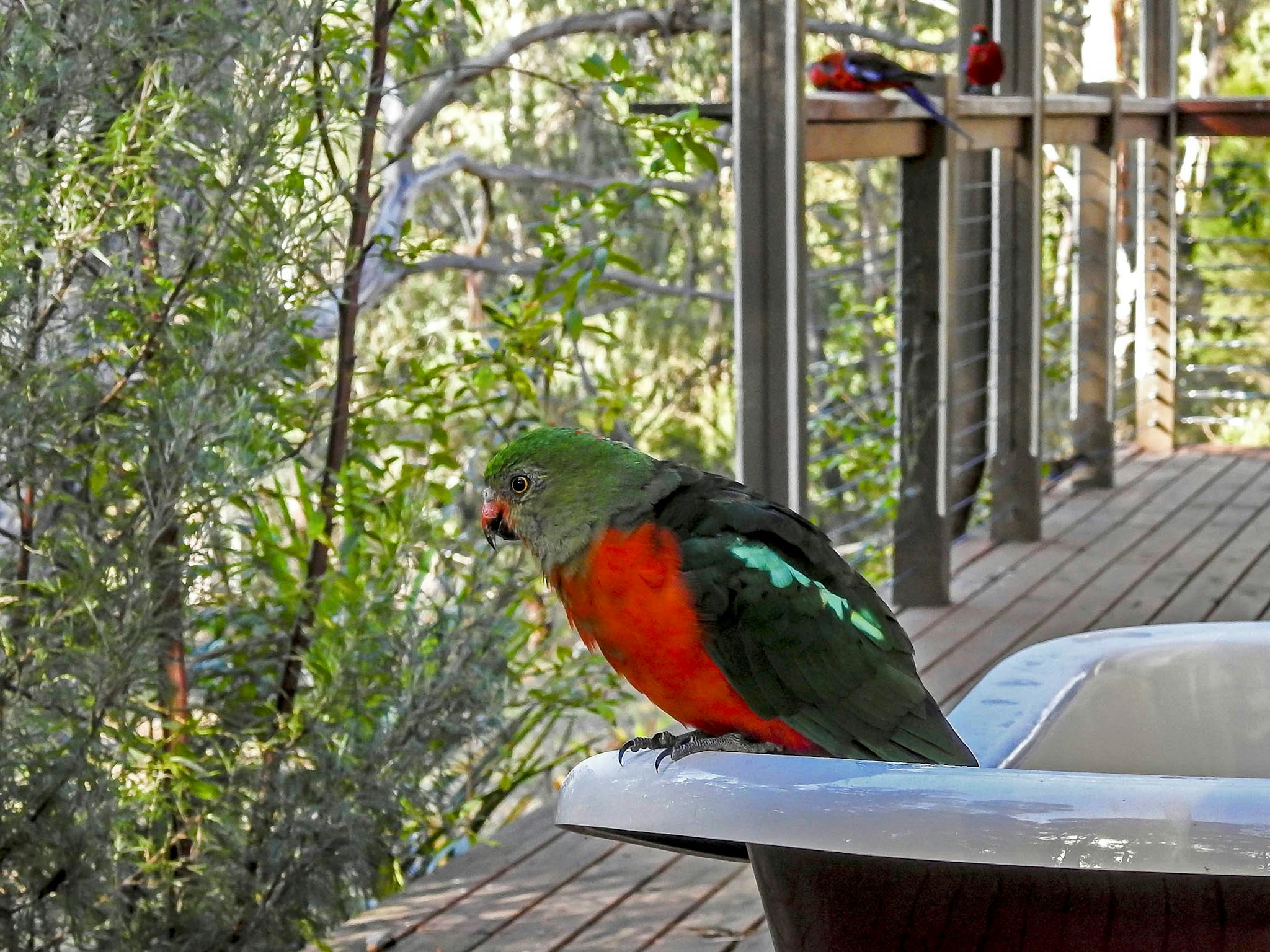 A King Parrot has landed on the claw foot bath on the veranda of Dianella Cottage.