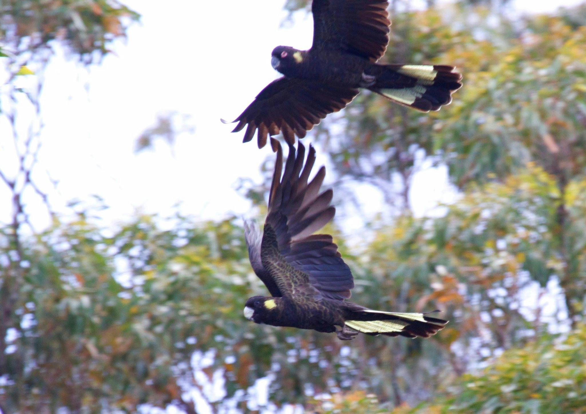 Yellow tailed black cockatoos