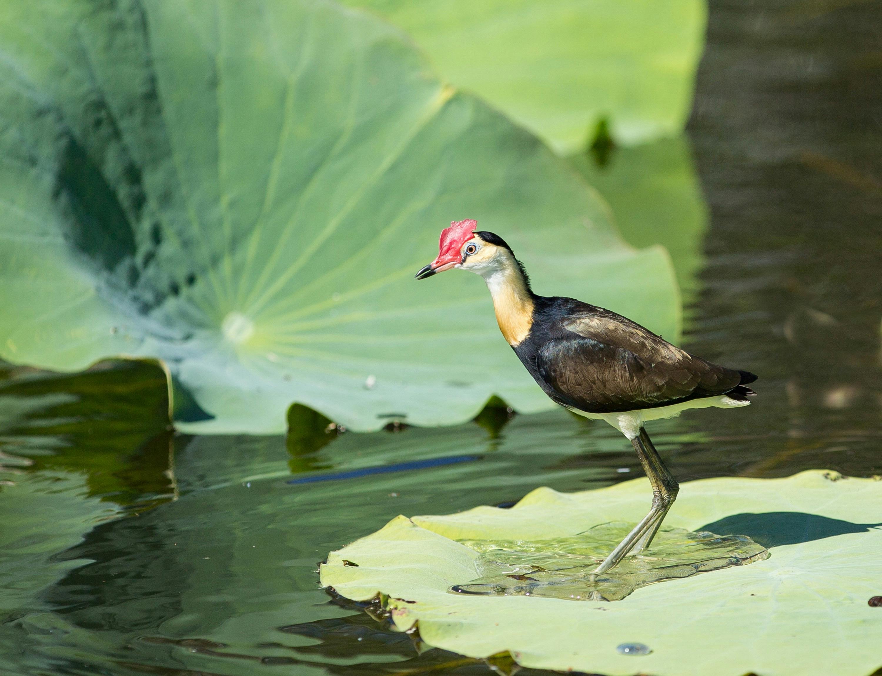 Jacana