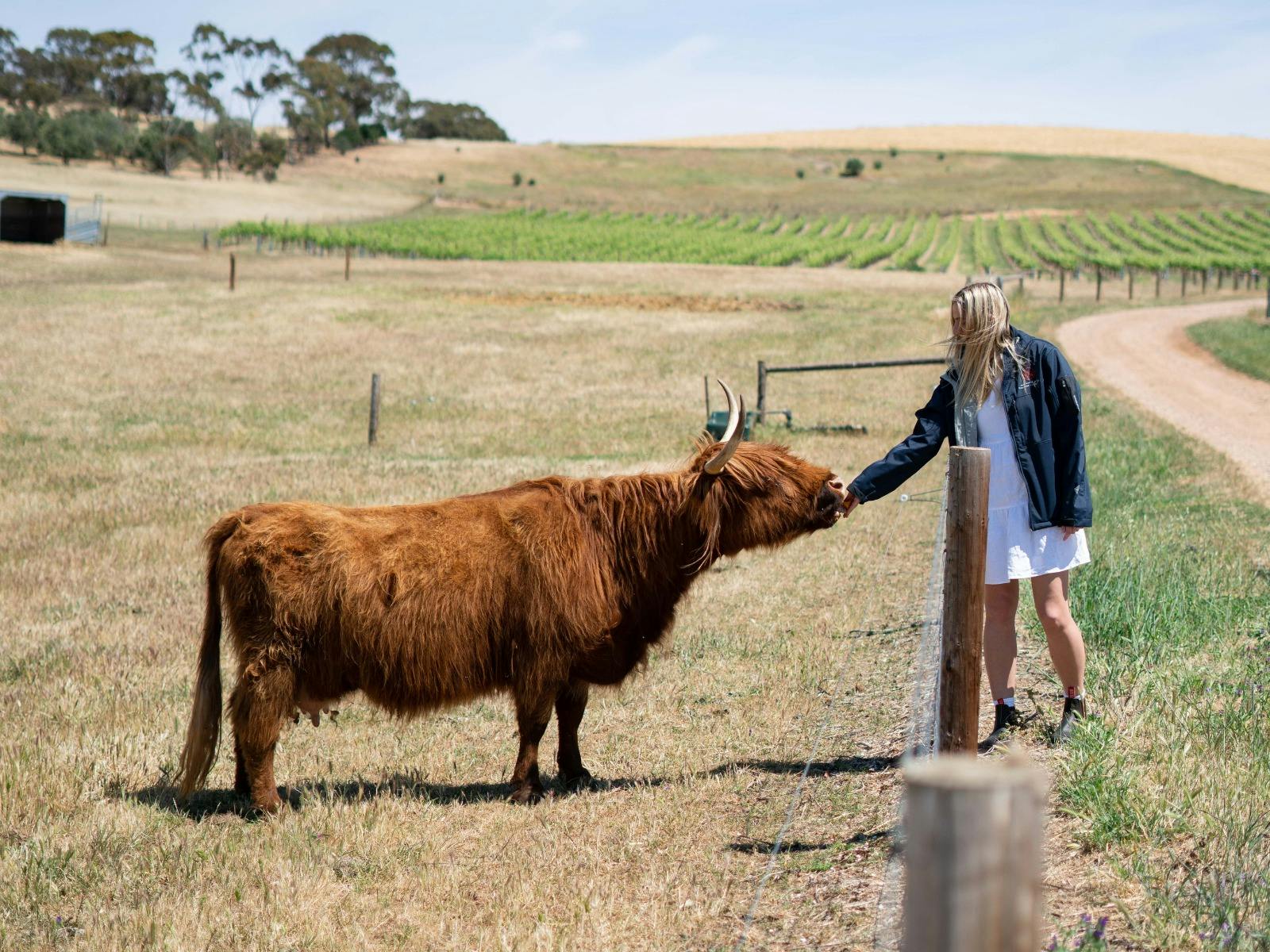 Two Hands Vineyard Tours, Highland Cows