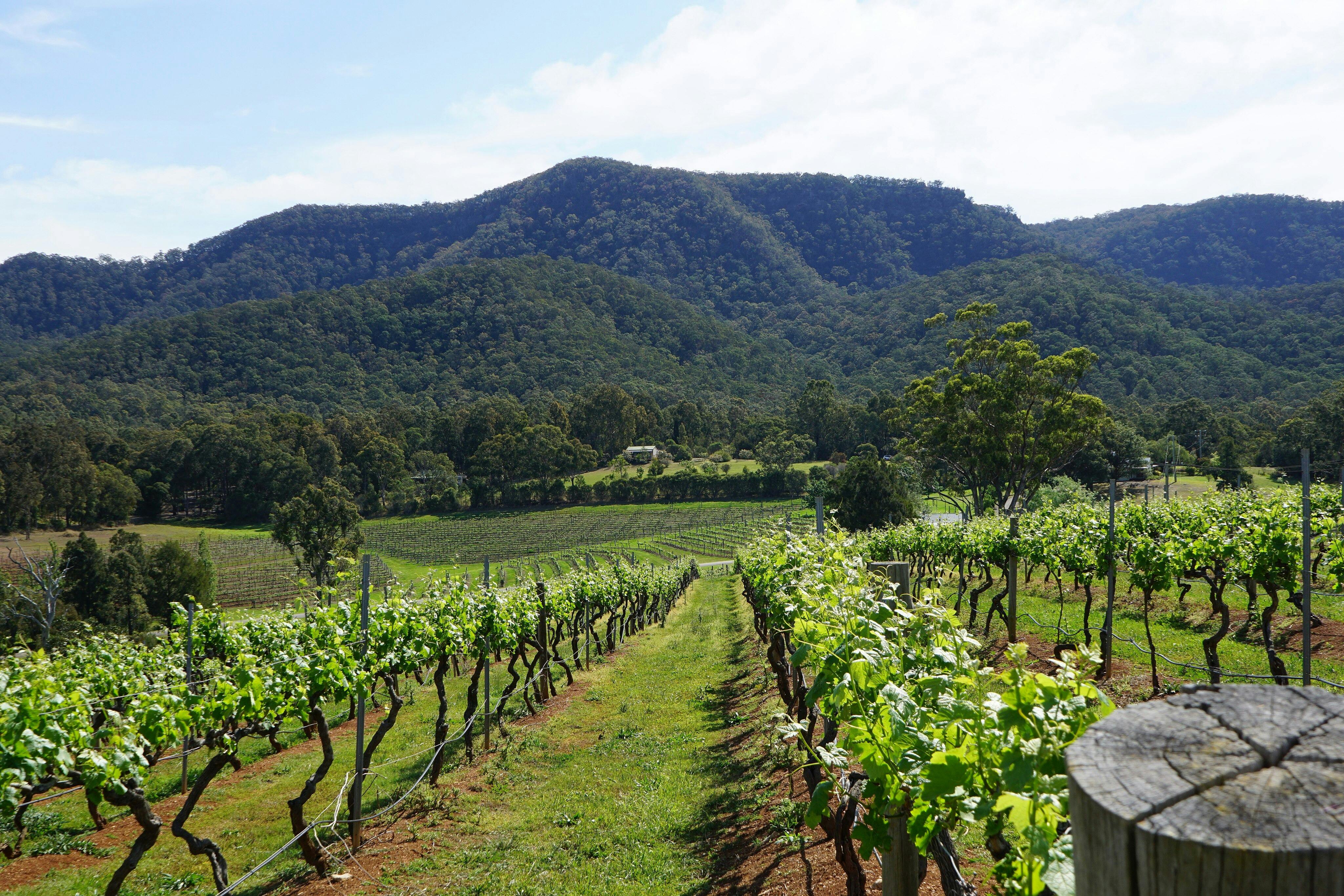 Hunter Valley - Awaken your senses with chocolate, cheese & award-wining wine!